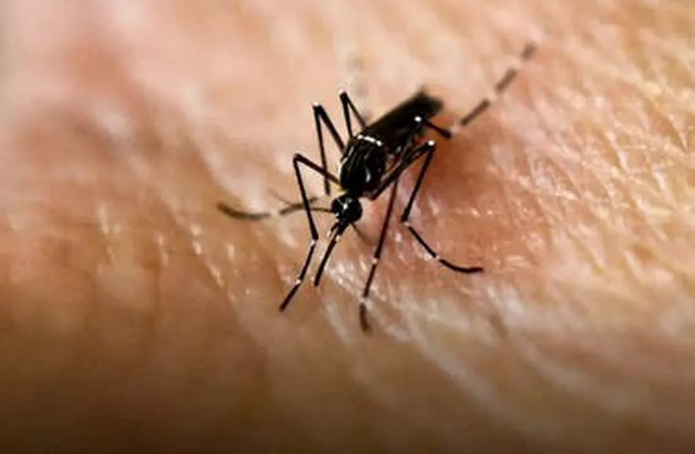 El dengue no da tregua en Tucumán: confirmaron 469 casos. (Web)