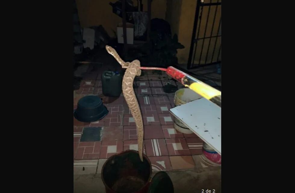 La serpiente hallada en una vivienda de la ciudad de Córdoba.