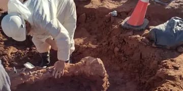Tras las inundaciones en Neuquén, se desenterraron varios restos fósiles de dinosarios.