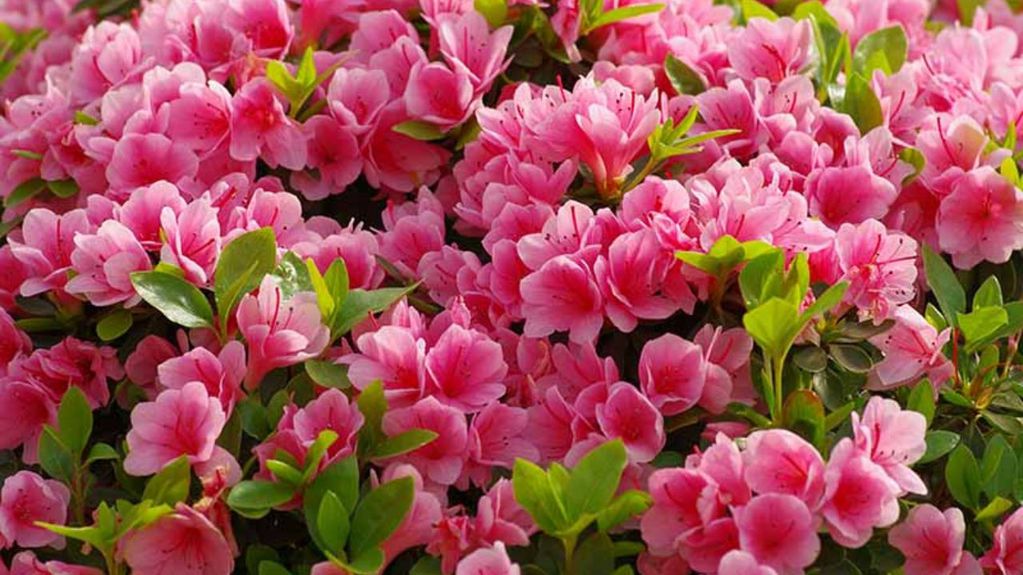 Según algunas creencias populares, las azaleas son una planta que atrae la buena suerte al hogar. 