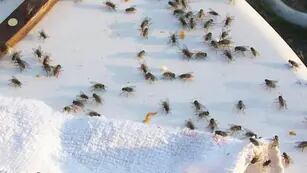 RECLAMO. Los vecinos piden medidas para controlar la invasión de moscas.