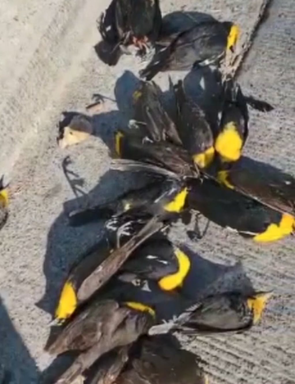 La imagen de las aves muertas que se registró en Cuauhtémoc, México. Captura de video.