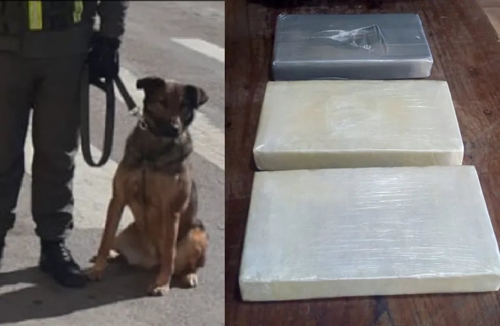 El can antinarcóticos "Tati" fue acto clave para desbaratar un nuevo intento de narcotráfico en Jujuy.