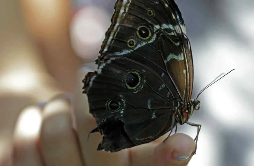 Invasión de mariposas: el fuerte significado espiritual de ver una en tu casa.
