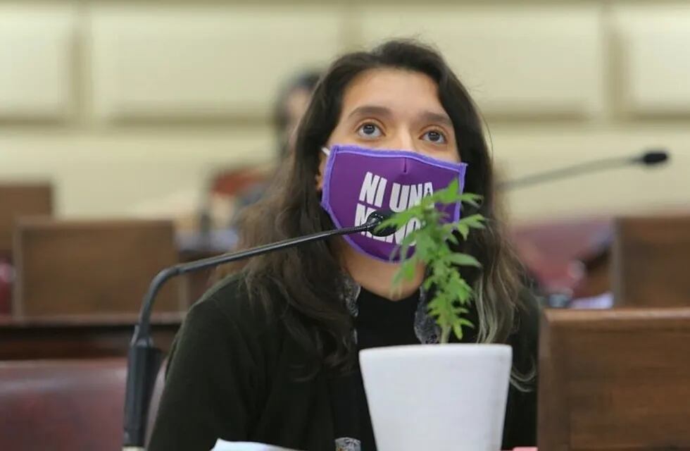 Con una planta de marihuana en pleno recinto, Diputados dio media sanción al autocultivo de cannabis medicinal (@donnetagustina)