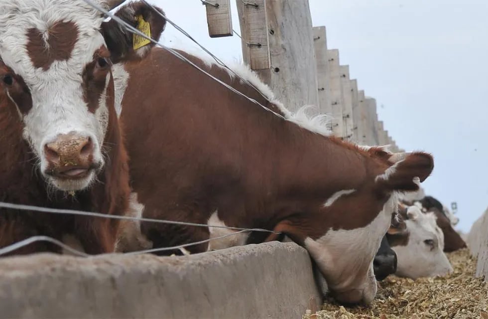 Nuevas normativas que afectarán al campo en la ganadería por cuestiones de cambio climático