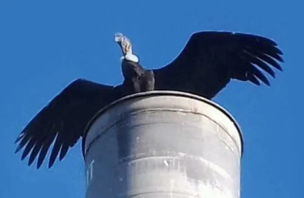 Cóndor en San Antonio de Arredondo. (Foto: gentileza Sala de Prensa Ambiental).