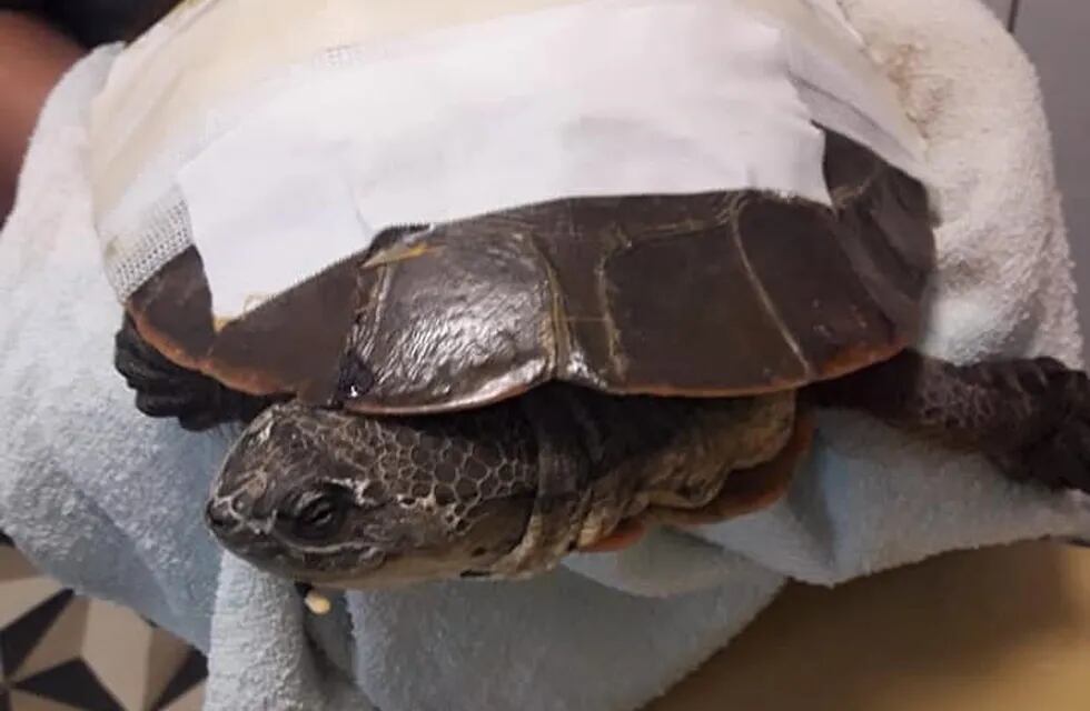 Alta Gracia: hallaron una tortuga herida a causa de un grave maltrato