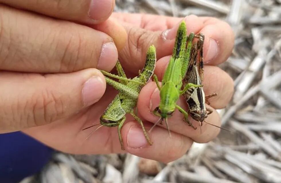 Buscan detectar de manera temprana a las langostas en zonas de sembradíos