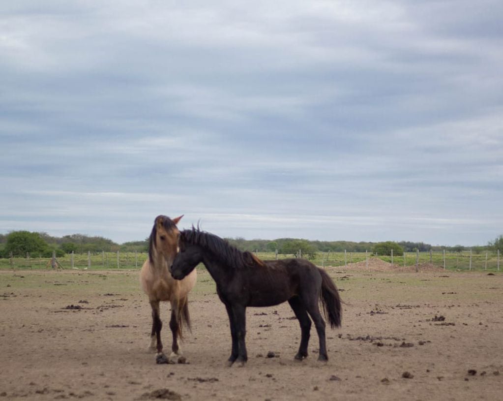 Los caballos son rehabilitados en un predio hasta su posible adopción.