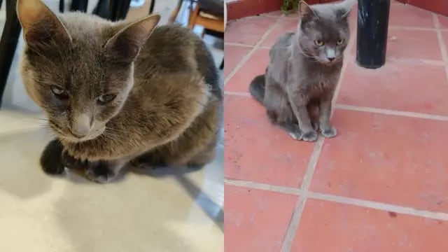 Picolino gatito perdido