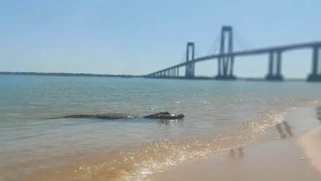 Yacaré en la playa Arazaty, Corrientes.
