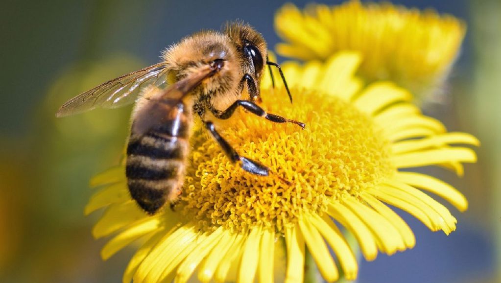 Las abejas consumen el néctar de las flores y de allí producen la miel