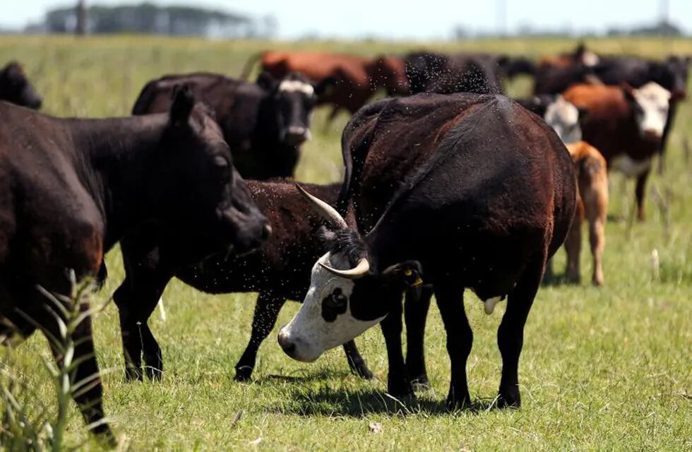 Cows graze in a farm near Chascomus, Argentina, November 10, 2016. Picture taken November 10, 2016.  REUTERS/Marcos Brindicci chascomus  ganado en un campo cerca de chascomus ganado vacuno vacas