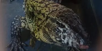 Secuestran lagartos y serpientes en Córdoba