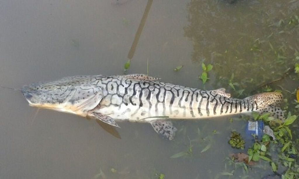 Se registran olores fétidos desde hace varios días en la zona de la Costanera y se debe a los peces muertos por falta de oxígeno. (Foto: Web)