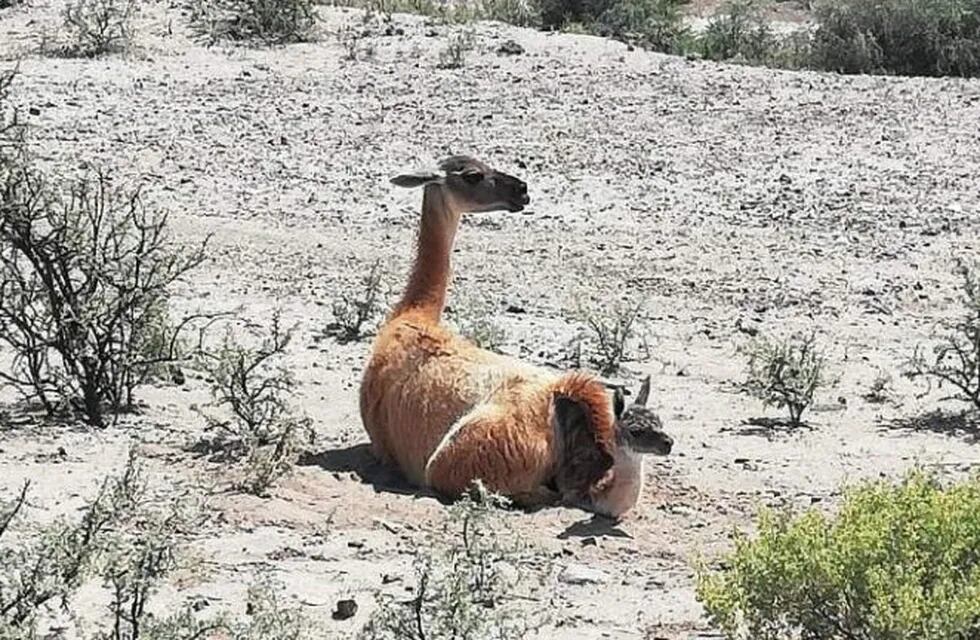 En el parque nació un guanaco y fue la sensación.