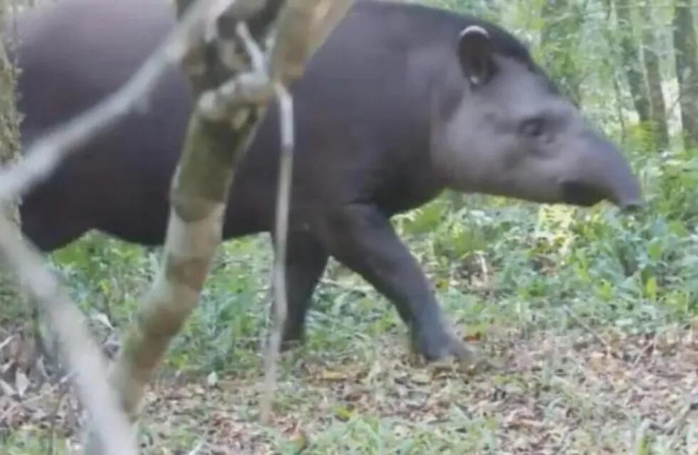 Captan a un tapir en el Parque Provincial Urugua-í