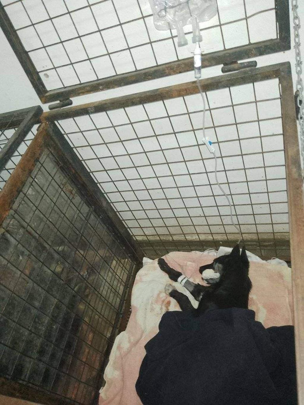 Una veterinaria de Mendoza pide colaboración para costear los gastos de cirugía e internación de una perra que fue atacada.