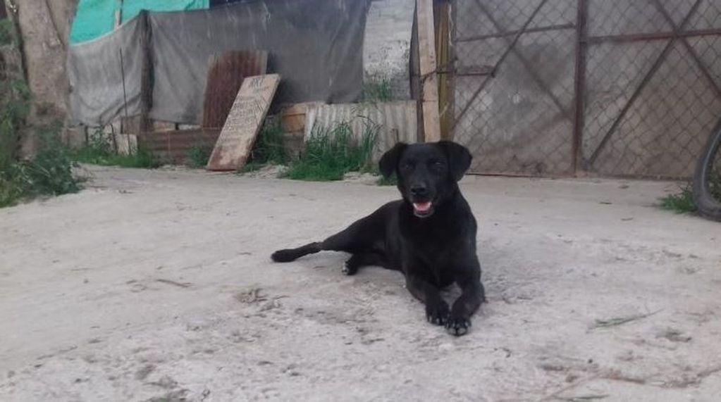 El perro que encontró el feto sin vida.