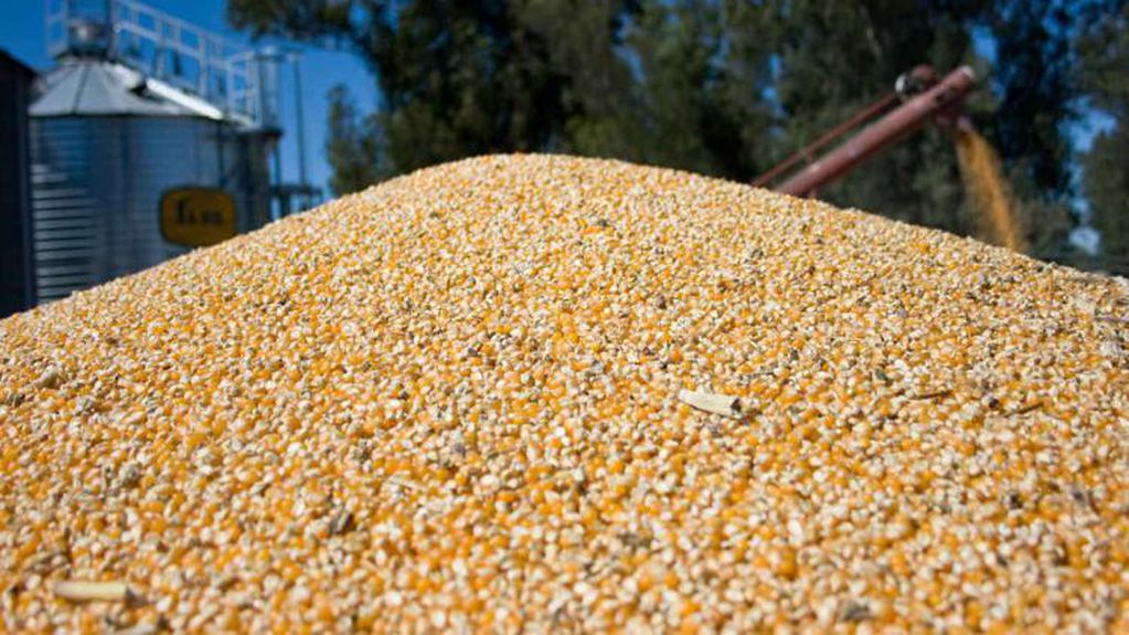 MAÍZ. Los cereales son la principal fuente de dólares por exportaciones para Córdoba. (Imagen de archivo - Gobierno nacional)