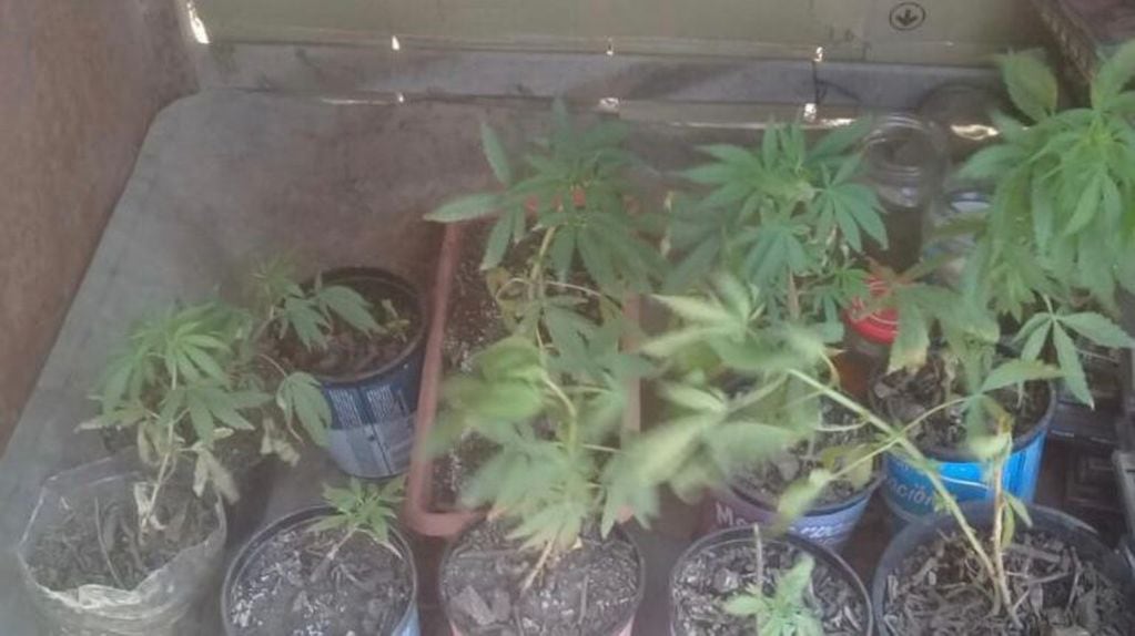 Allanamientos en Carlos Paz, secuestraron plantas de marihuana.