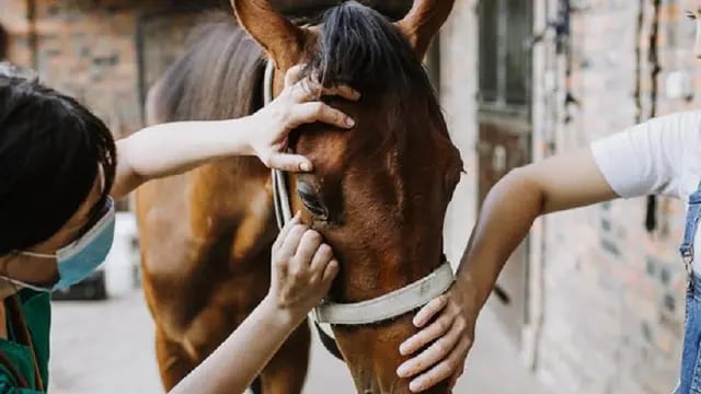 La encefalitis equina es una enfermedad vírica extremadamente grave que afecta a los caballos y, también, al ser humano.