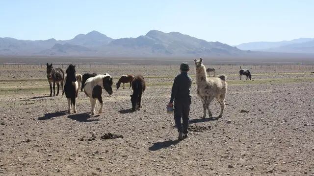 Animales adoptados del Ecopaque