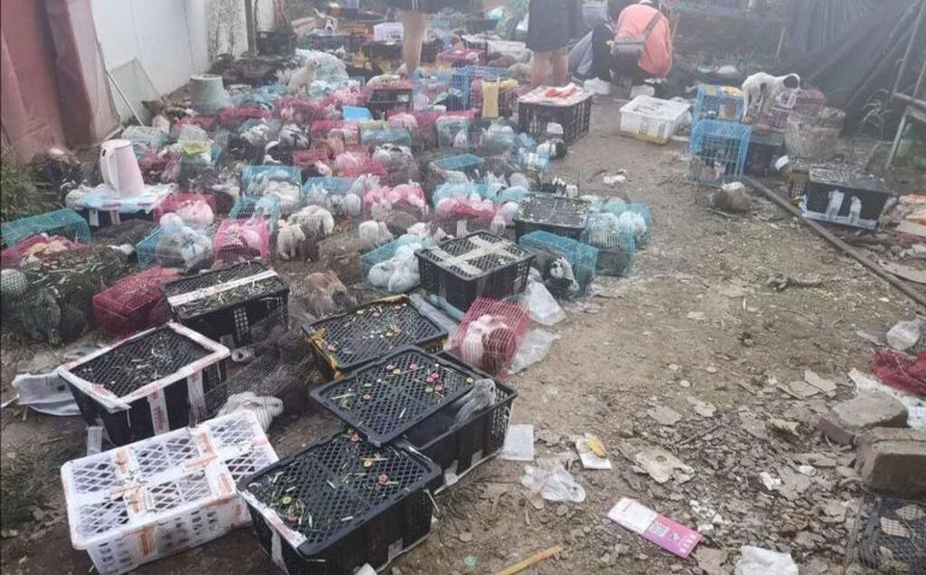 Encontraron 4 mil mascotas muertas y embaladas en un depósito de China (Foto: Utopía)
