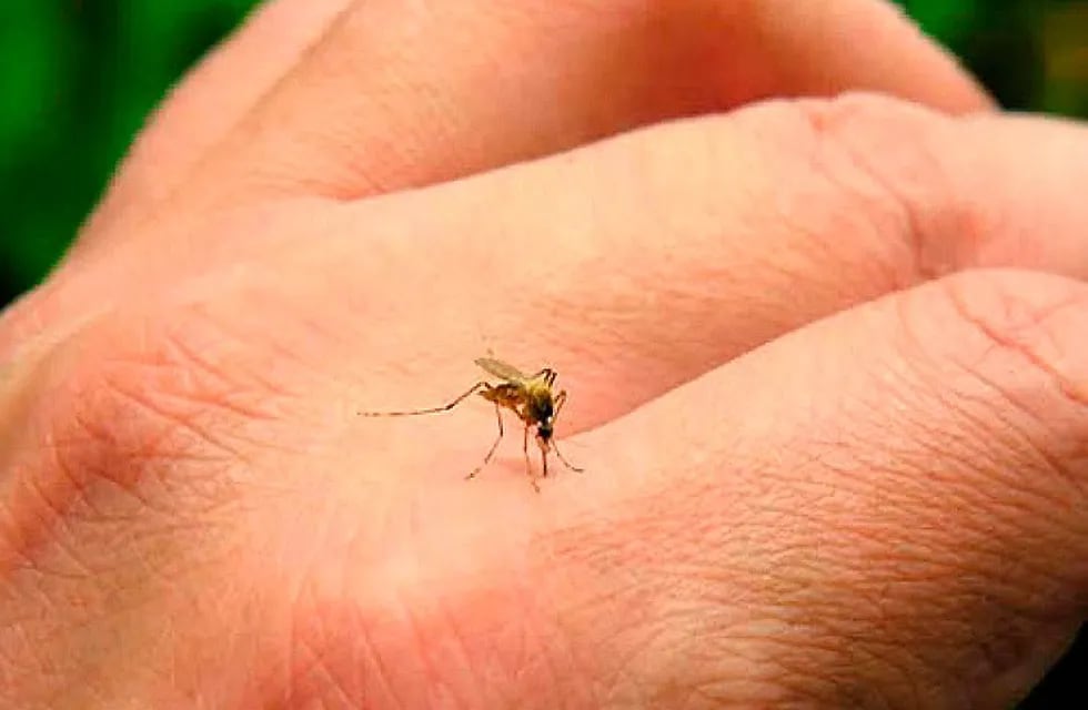 Aumentan los casos de dengue en Rafaela.