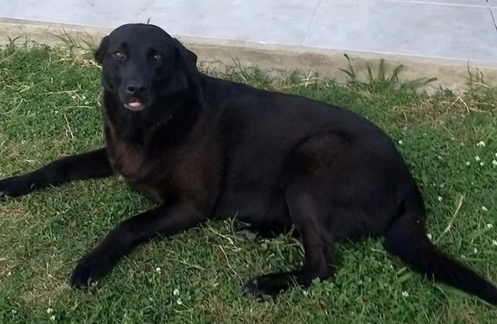 Lola, la perra extraviada en La Plata