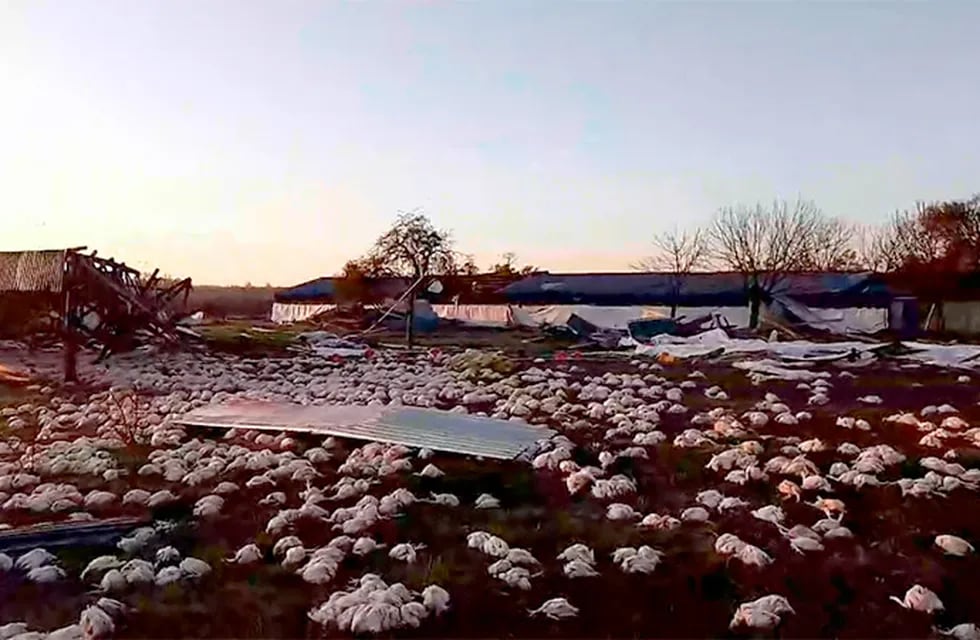 Miles de pollos muertos en una granja tras el temporal en Colón