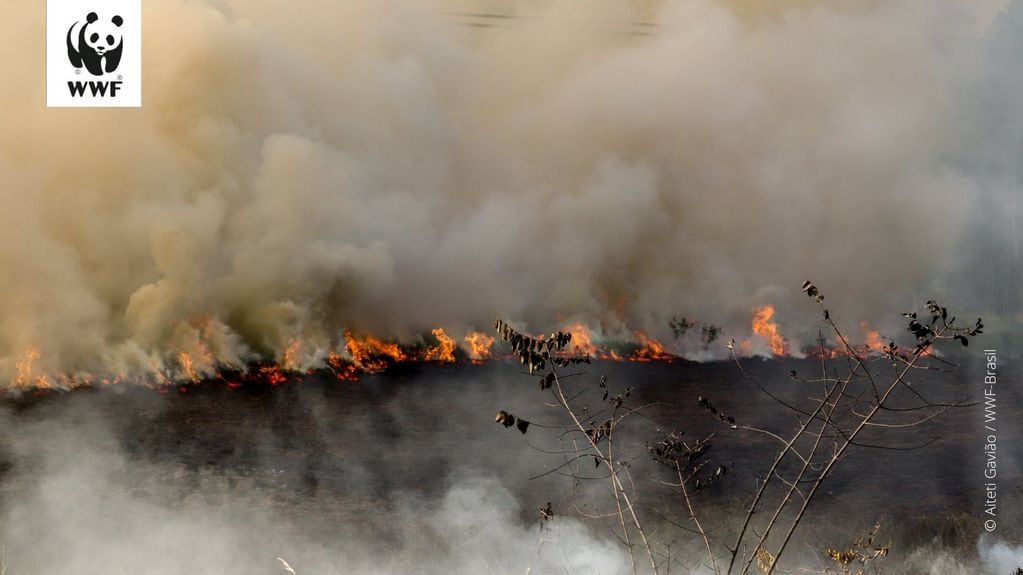 Los grandes incendios en zona del Amazonas y los fuertes vientos, llegaron al litoral argentino.