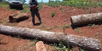 Decomisan rollos de madera nativa de la especie Peteribí en Oberá