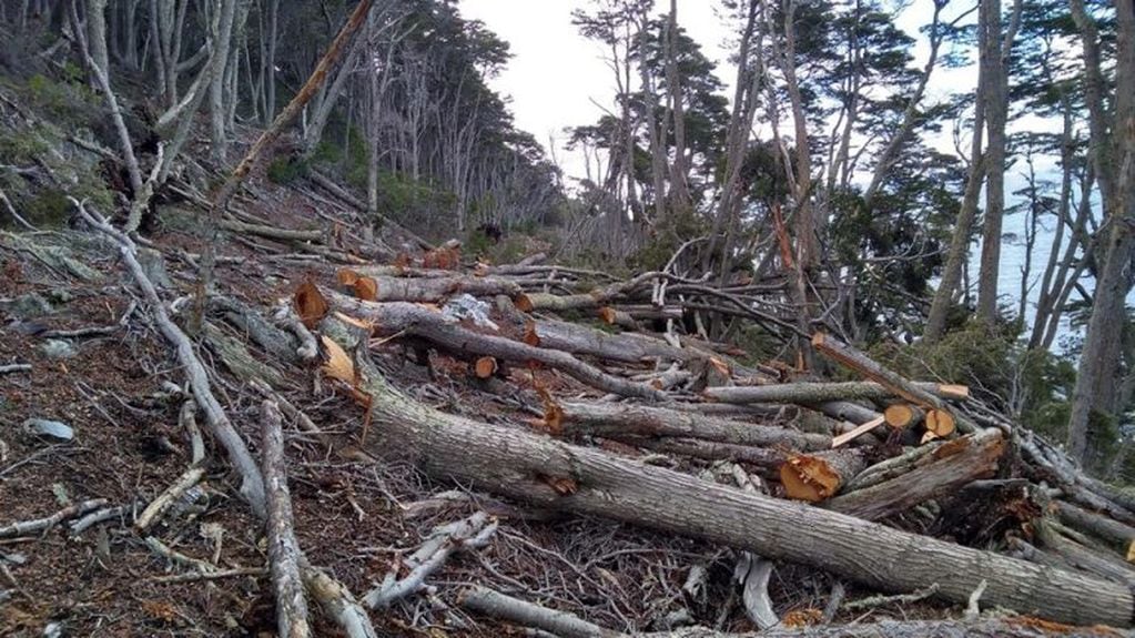 Desmonte ilegal de bosques en Tierra del Fuego - Corredor Beagle. Fotos: Manekenk