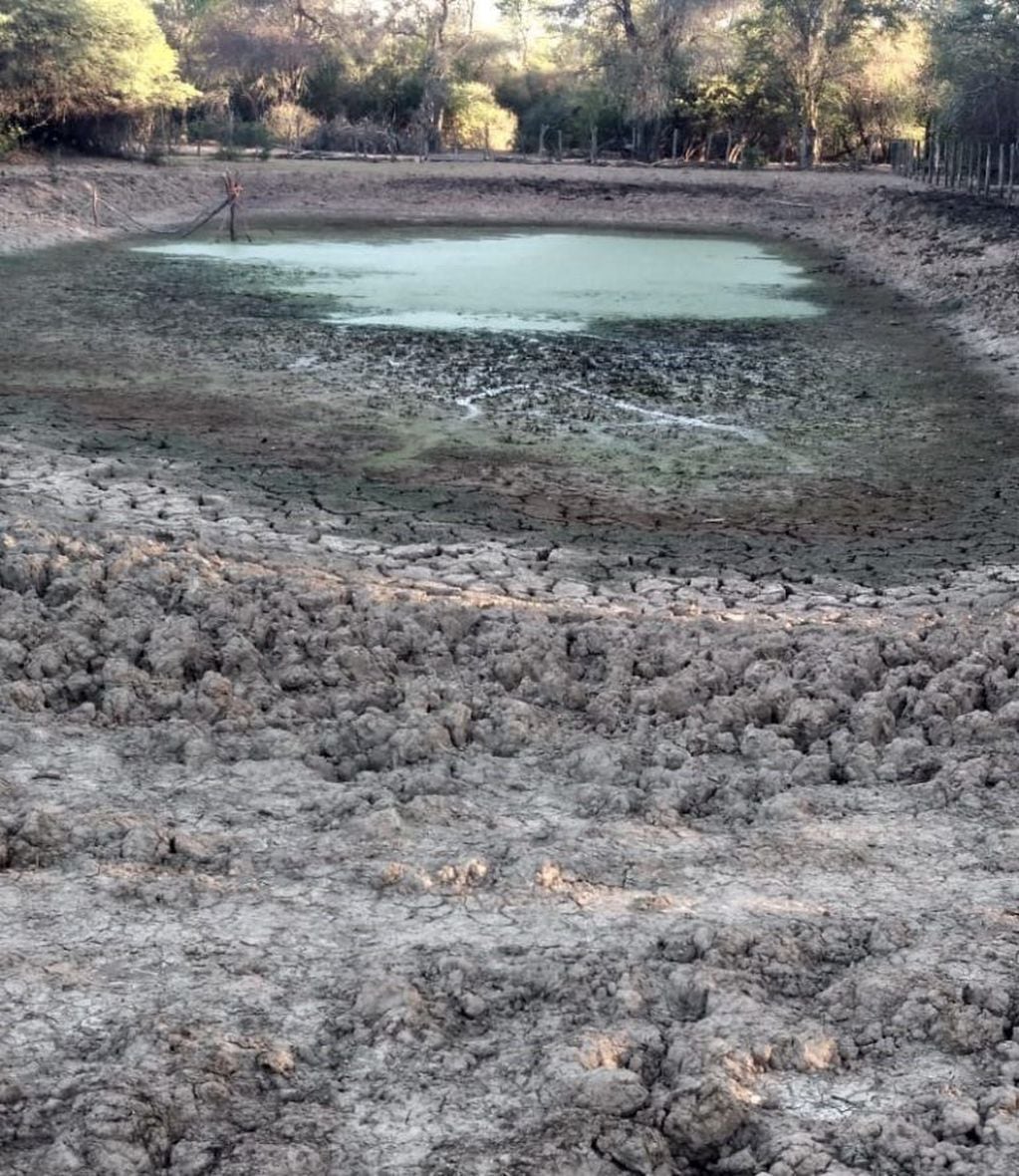 Los reservorios de agua se secaron y los animales empiezan a morir