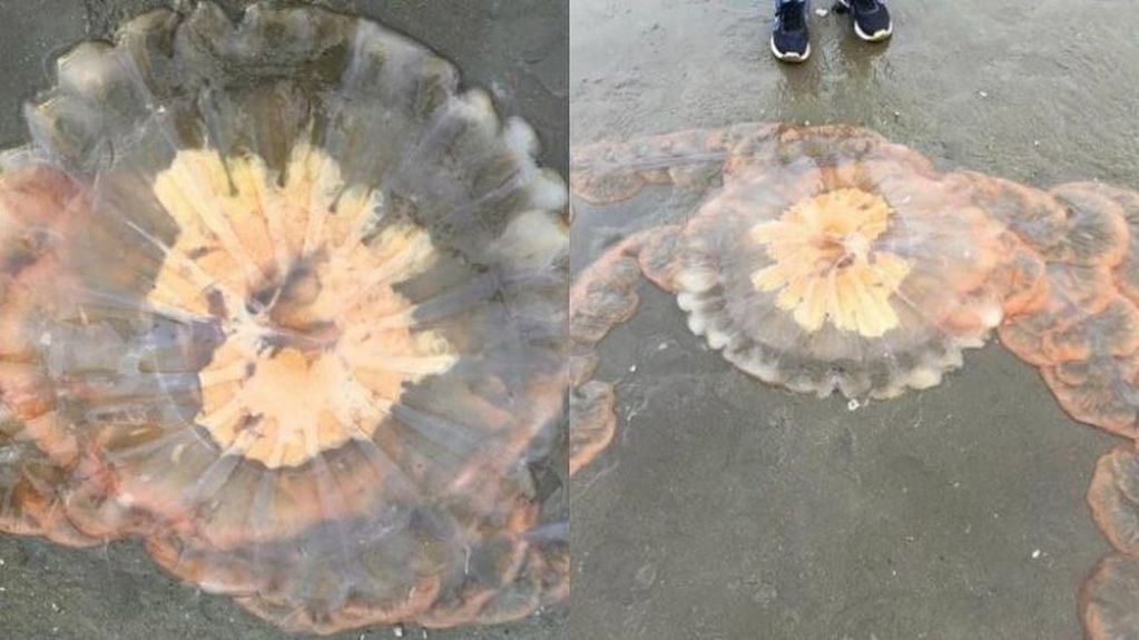 Esta especie de medusa puede producir “irritación” pero no la muerte.