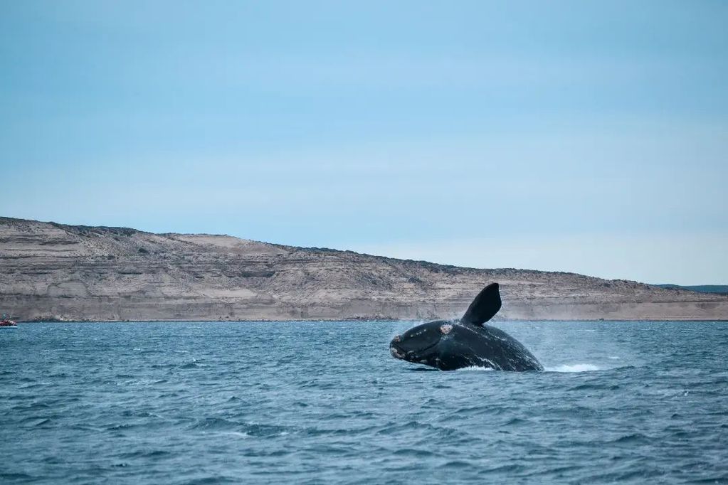 Impresionantes saltos de ballenas en Puerto Pirámides