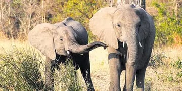 El Parque Nacional Addo abarca casi 300 mil hectáreas de superficie que poseen una abundante vegetación, lo que ha permitido la proliferación del elefante africano. 