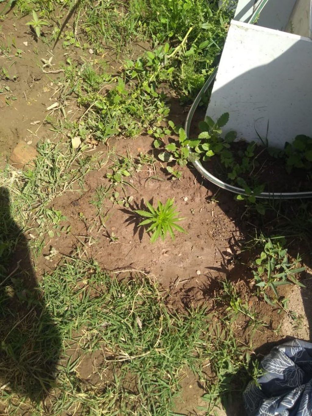 Se hallaron 65 plantines de marihuana.