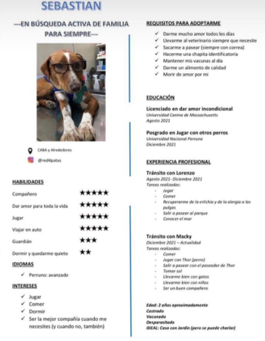 El CV de Sebastián, el perro de dos años que busca familia en Buenos Aires.