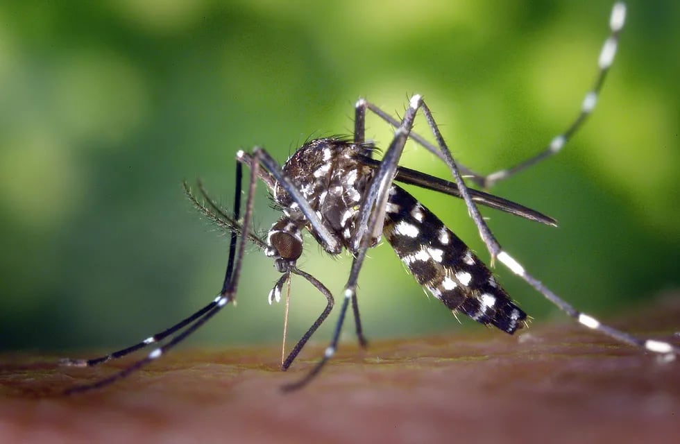 Brote de dengue en Argentina