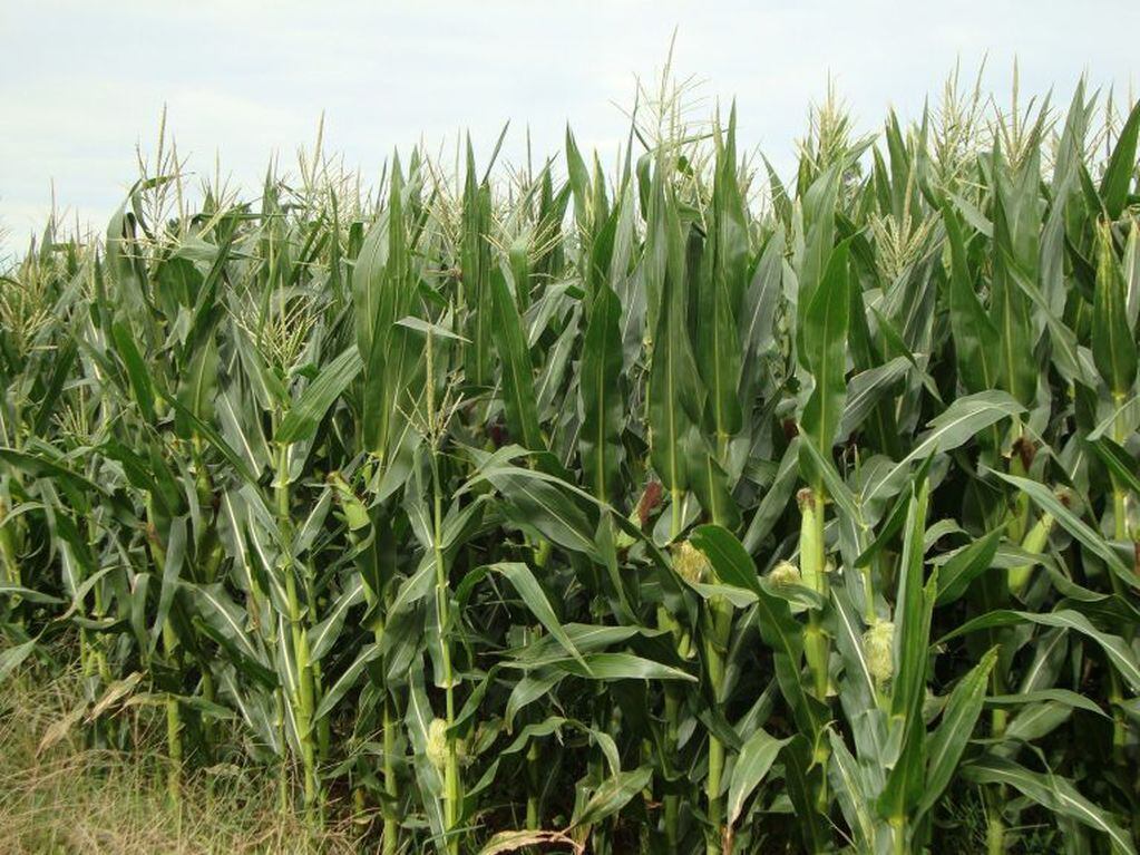 Campo de maíz (Foto: Archivo)