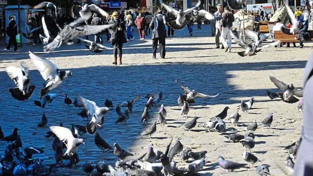 Invasión de palomas. Como en muchas ciudades del mundo, en Córdoba estas aves constituyen una plaga urbana. (Raimundo Viñuelas / Archivo)