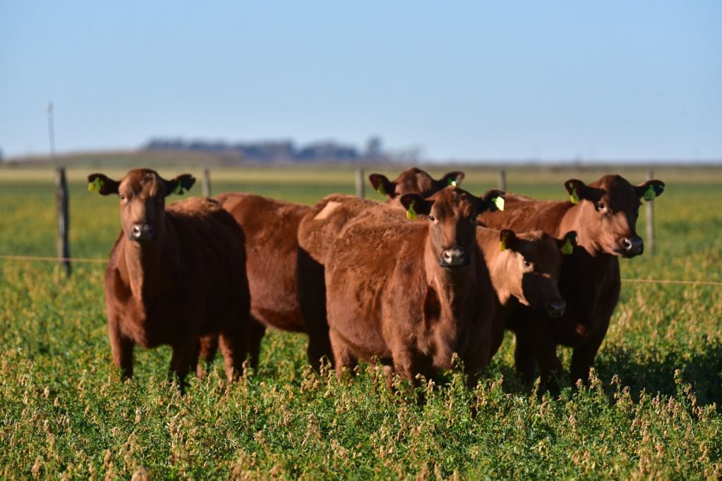 Ejemplares bovinos Angus colorado. Se realizará en Tandil la exposición en la Sociedad Rural de la ciudad.