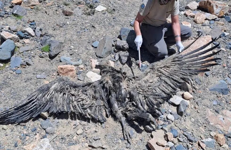 Hallaron un cóndor andino de gran tamaño muerto en área protegida, con 11 perdigones.