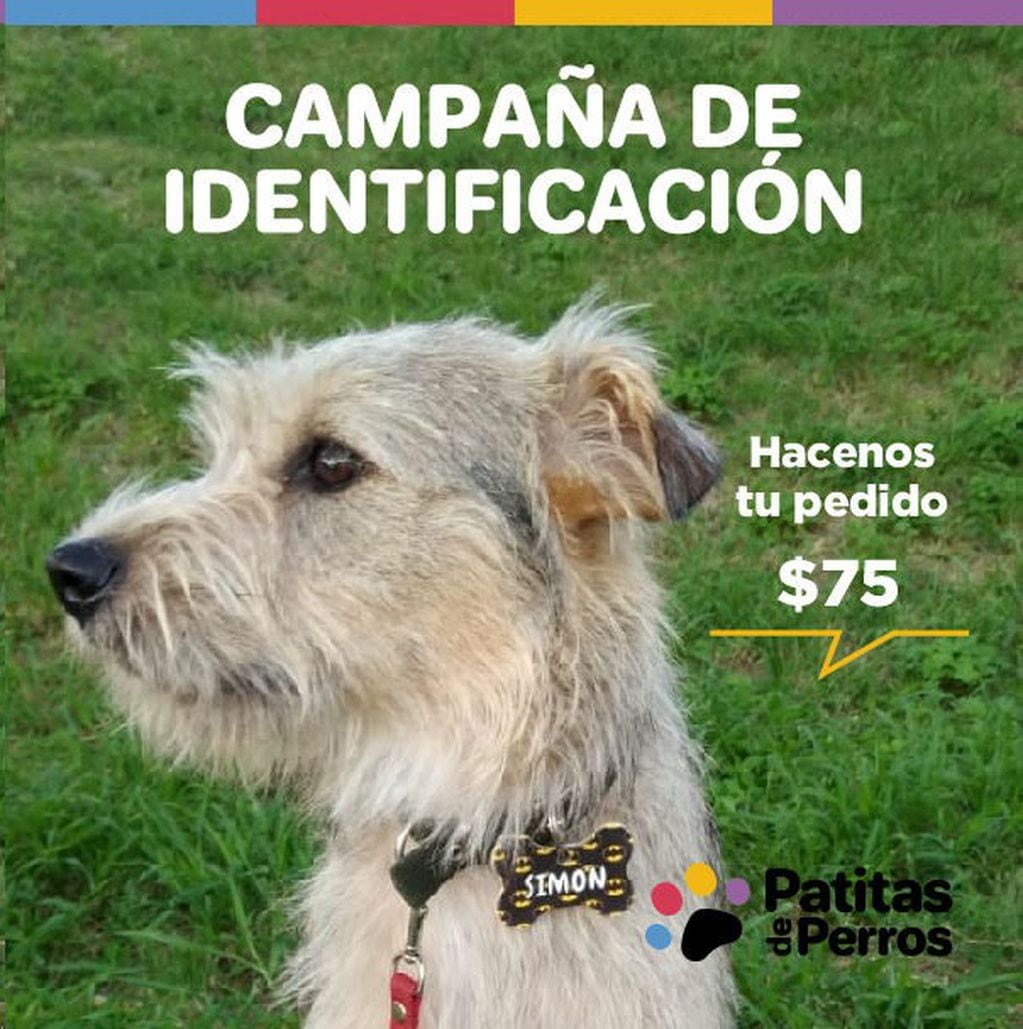 La identificación de las mascotas es clave para combatir el abandono de animales según Patitas de Perros.