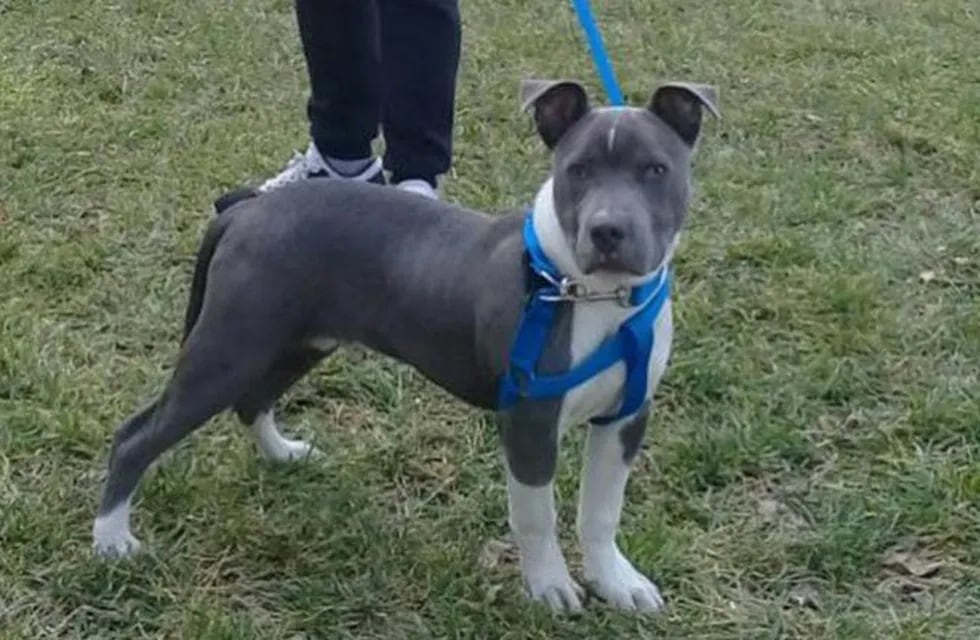 Le robaron su perro y un vecino lo compró para devolvérselo