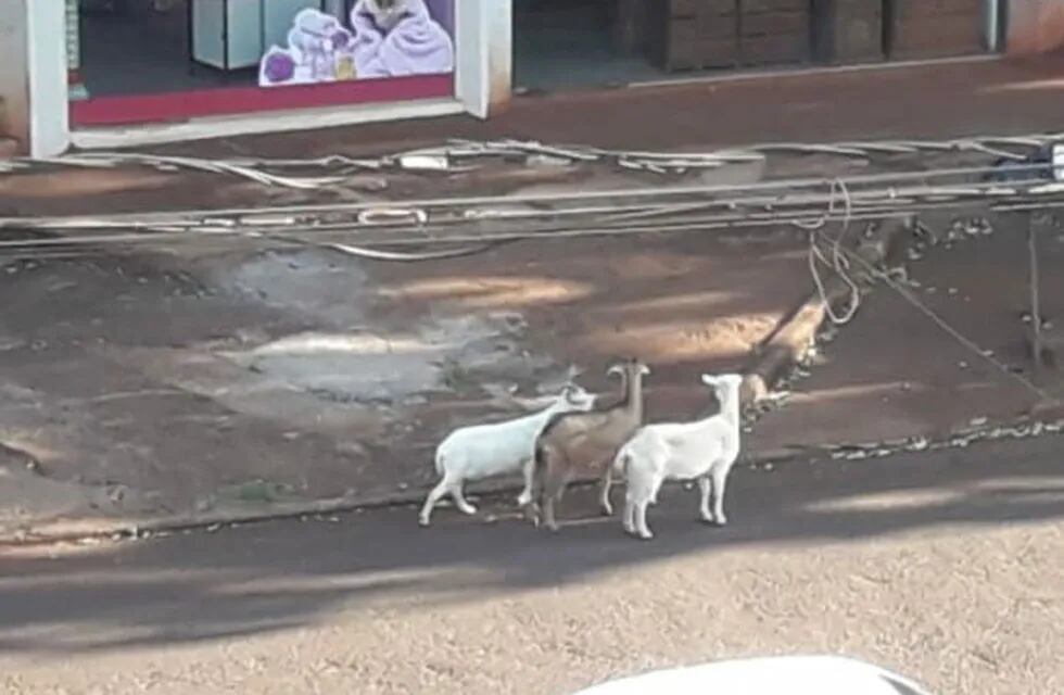 Las cabras aparecieron el lunes por la tarde en la avenida San Martín.