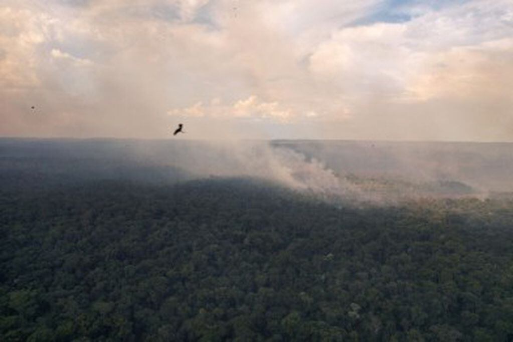Continúan los incendios en la Reserva Guaraní en El Soberbio que ya arrasó con más de 300 hectáreas de selva.